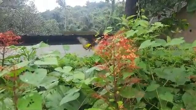 Sahyadri birdwing butterfly смотреть онлайн