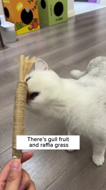 Your Cat Needs A Teething Toy! 😾 смотреть онлайн