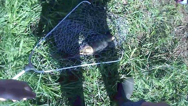 Короп в мае!