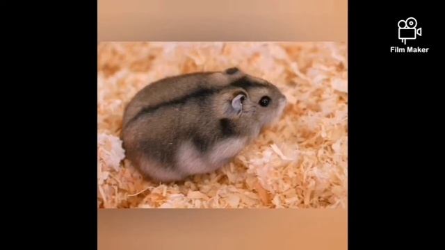 Джунгарские хомячки/Одомашнивание Джунгарских хомячков смотреть онлайн