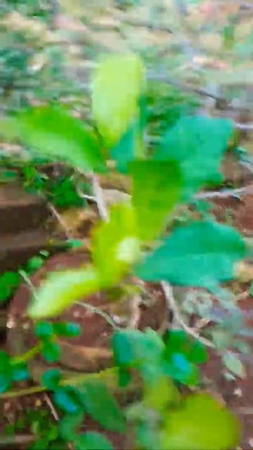 loropethalum chinense ( biasa di sebut serut merah) pdhl bukan dari jenis keluarga serut. #shorts смотреть онлайн