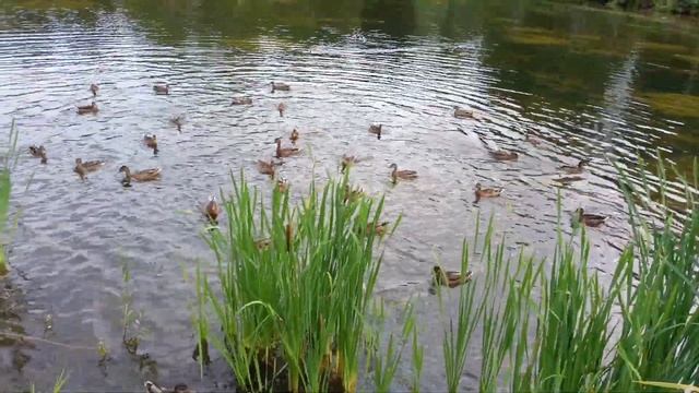 Нижний Новгород. Сормовский парк. Батон для уток. смотреть онлайн