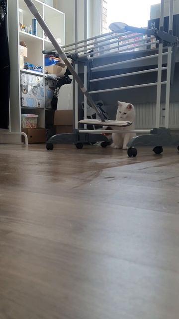 Лютик не любит когда моют полы #cat #котенок #юмор #кот #котсмешной #прикол #котята #котик #котики смотреть онлайн