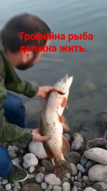 Поймал , отпусти . Щука была с икрой... Пусть принесёт потомство ... смотреть онлайн