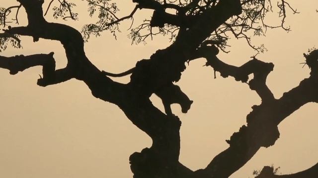 La Pantera Negra |El Depredador supremo de la selva 🐆 смотреть онлайн