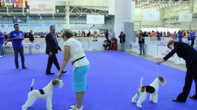 Euro Dog Show 2017 Fox Terrier Wire (4) смотреть онлайн