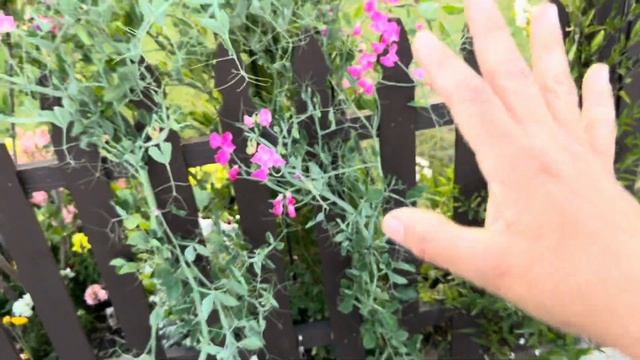 April pool and backyard garden tour. Zone 9B Bakersfield, Ca смотреть онлайн