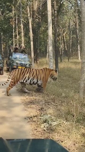 Big male from Pench #shorts смотреть онлайн
