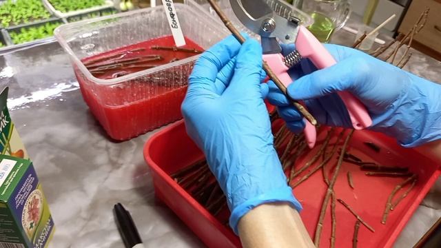 Черенкование метельчатой гортензии одревесневшим черенком! смотреть онлайн