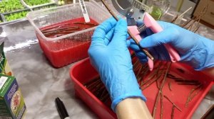 Черенкование метельчатой гортензии одревесневшим черенком!