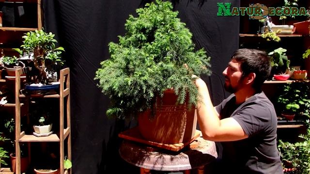 planta madre cryptomeria japonica смотреть онлайн