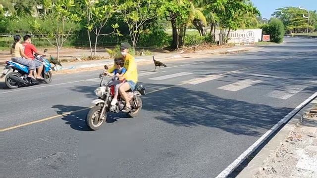 Павлины переходят дорогу смотреть онлайн