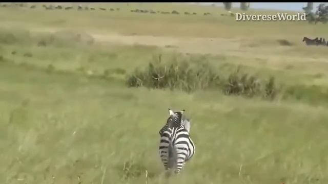 Zebra mating with female in the wild смотреть онлайн