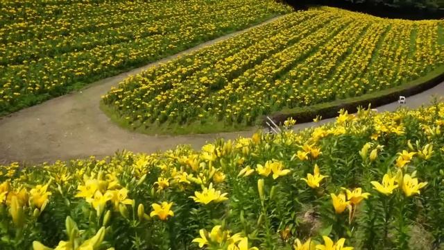 Classic Rock n' Roll - Rock n' Roll Hits 50s & 60s - Elvis Presley, Chuck Berry, Little Richard... смотреть онлайн