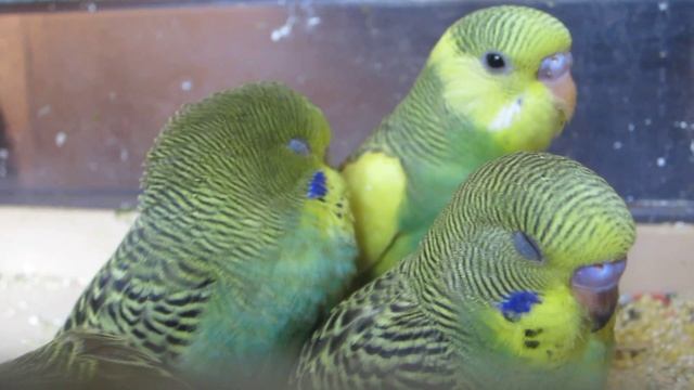 Волнистые птенцы. смотреть онлайн