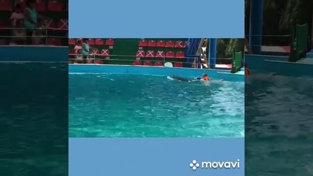 плавание с дельфинами смотреть онлайн