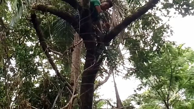 😱Kunin natin yong 👉orchids 👈sa matataas na punong kahoy🌳🌳 смотреть онлайн