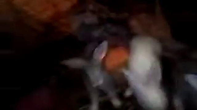 Восколько дени можно отсаживать крольчат от матери смотреть онлайн