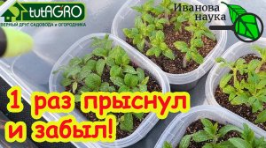 РАССАДА ЖЕЛТЕЕТ В РАЗНЫХ МЕСТАХ? Это поможет! Всего 1 чайная ложка на 2 литра и раствор готов!