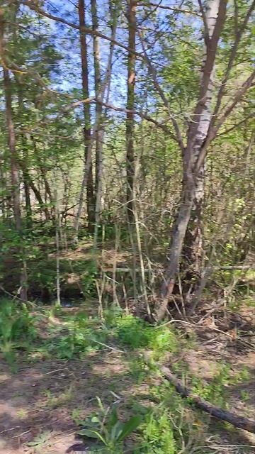 обед для лисы , на работе подкармливаем лису .