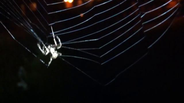 Orb weaver spiders mating. смотреть онлайн