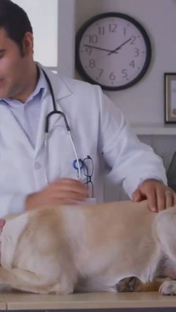 Heartworm #dog #pets #animals #vet #healthypets #pethealth #petcaretips #heartwormawareness смотреть онлайн