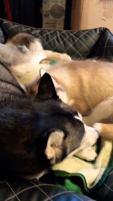 Щенок хаски. ￼Сэмми уже замучил Эшли, всю искусал её #хаски #собака #husky #dog #щенок смотреть онлайн