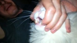 Нападение кота на человека! Кот-убийца!