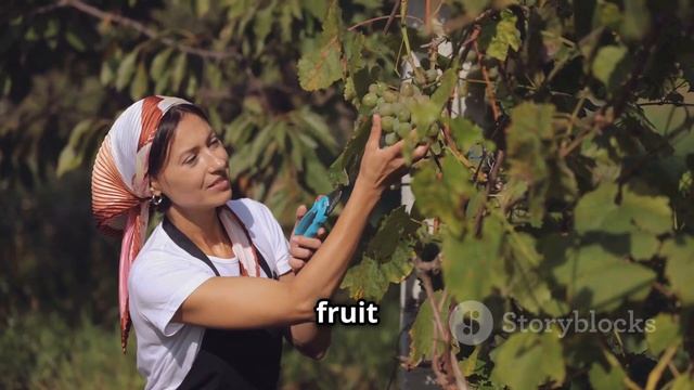 TẢO BIỂN NHẬT- PHÂN BÓN GIÚP ĐẸP LÁ, ĐẸP TRÁI...0776.755.793...thuốcbảovệthựcvật.vn #deptrai смотреть онлайн