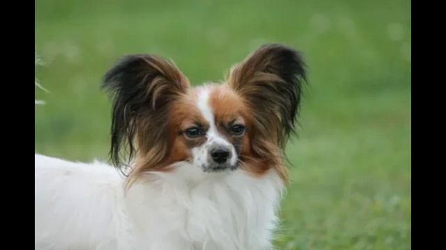 Континентальный той спаниель