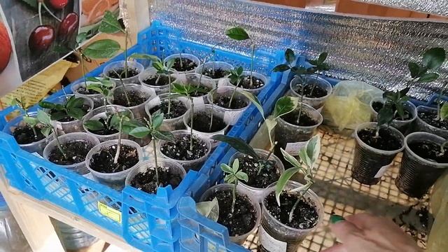 Прививочки, экспромт. 😉 смотреть онлайн