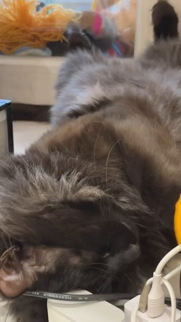 СИБИРСКИЙ КОТ СИМБА смотреть онлайн