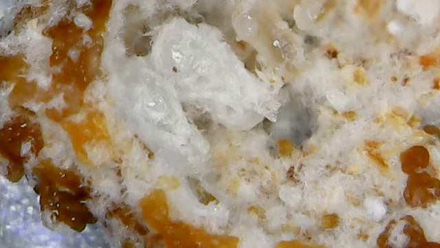 Acromyrmex, con su hongo y pupas. смотреть онлайн