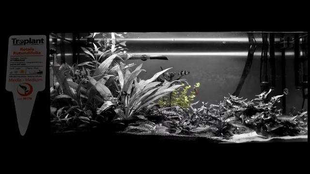 Panoramica piante Jewel Rio 125 смотреть онлайн