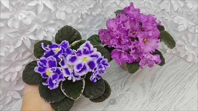 Фиалки ВаТ-Монарх и НК-Императорский Сад