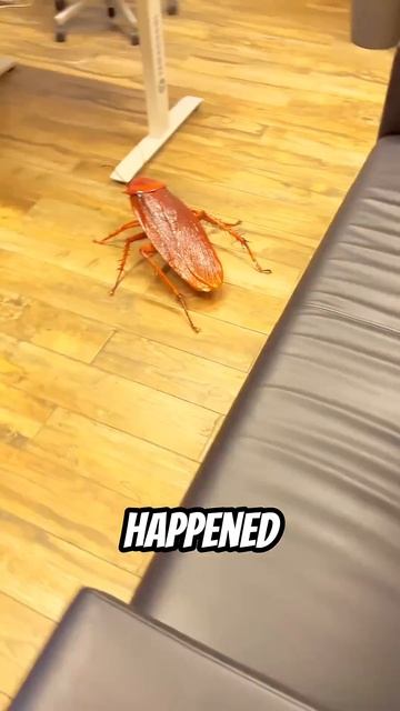 Run When You See this Giant Cockroach 😰😨 #shorts смотреть онлайн