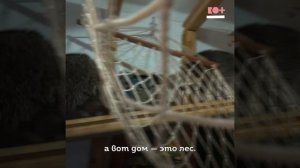 Сюжет про проект Душа Енота. Чем мы занимаемся