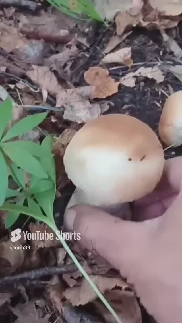 Белые грибы кнопыши. Боится ли гриб сглаза_ #shorts #лес смотреть онлайн