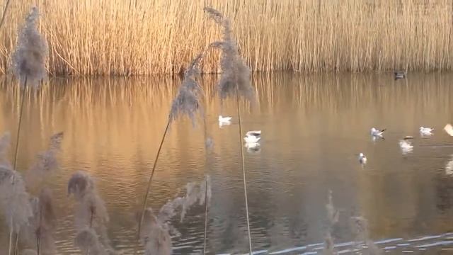 Gulls on Feneketlen-tó смотреть онлайн