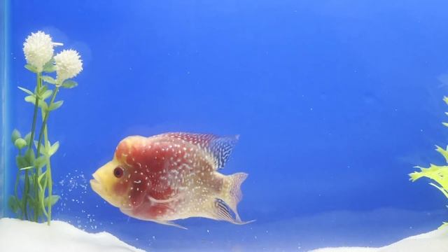 Flower horn RED WHITE So Cute смотреть онлайн