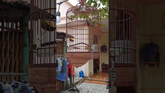 chim hút mật họng đen chơi siêu đẹp (Cinnyris asiaticus) là một loài chim trong họ Nectariniidae) смотреть онлайн