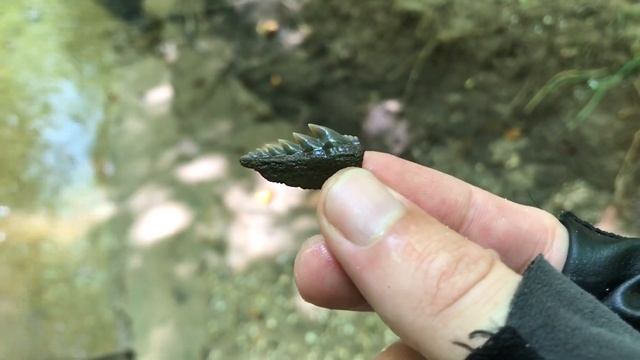 Post-Hurricane Fossil Hunting in a Creek | Shark Teeth and Whale Bones смотреть онлайн