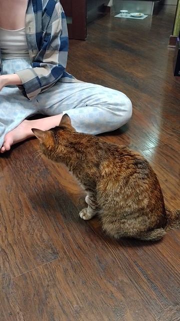 Любимые питомцы.