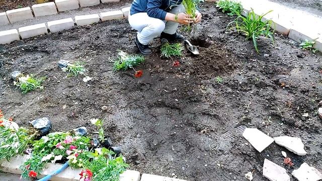 ОГОРОДНАЯ ЖИЗНЬ .Красивые цветочки.Сажаю,копаю.