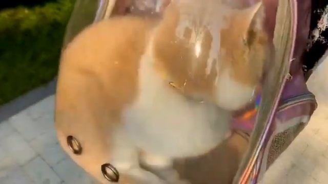 Животные | Красивый малыш, милое животное, такое милое смотреть онлайн