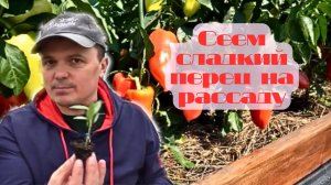 🌱Как получить идеальные всходы рассады сладкого перца🚀