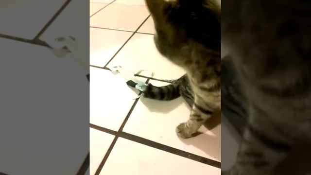 Gato con gancho en la cola смотреть онлайн