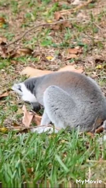lemur monkey eating food || cute and funny lemur monkeys || #shorts #lemur смотреть онлайн