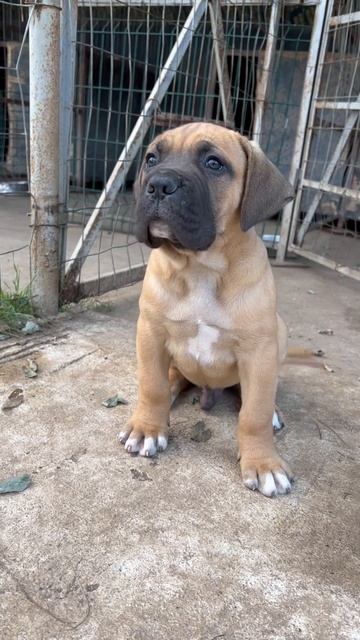 Little Puppy with Big Paws #puppy #bigpaws смотреть онлайн