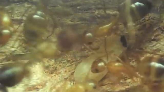 Мои муравьи -Camponotus из Израиля. смотреть онлайн
